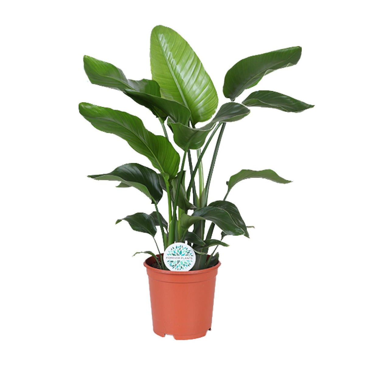 Witte paradijsvogelbloem (Strelitzia nicolai)
