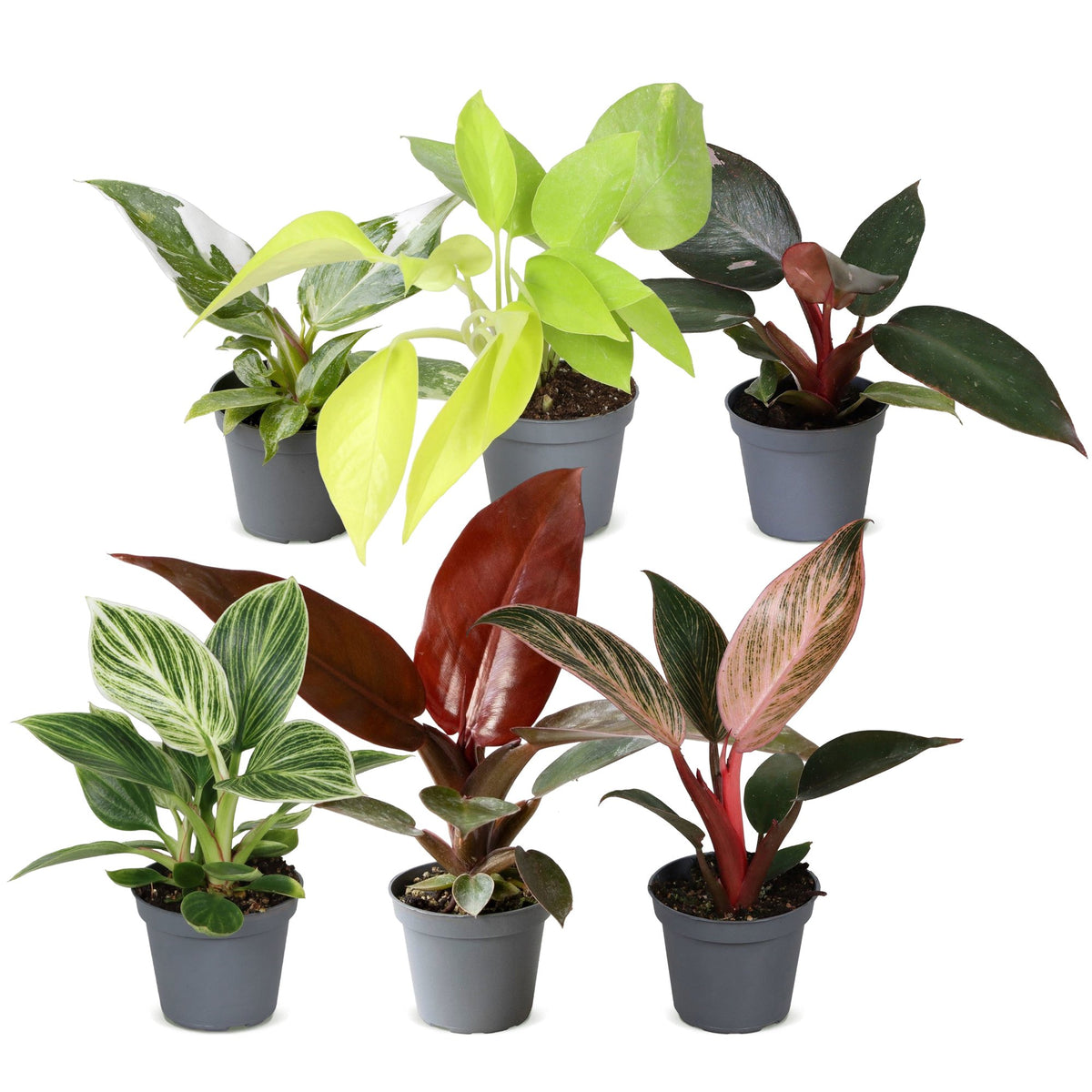 Baby Philodendron Family