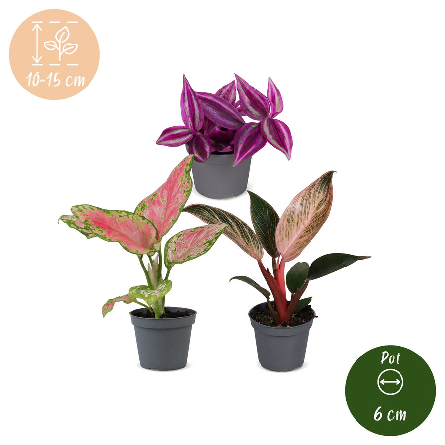 Baby Paradise Mix (3 planter, potte ø6 cm)