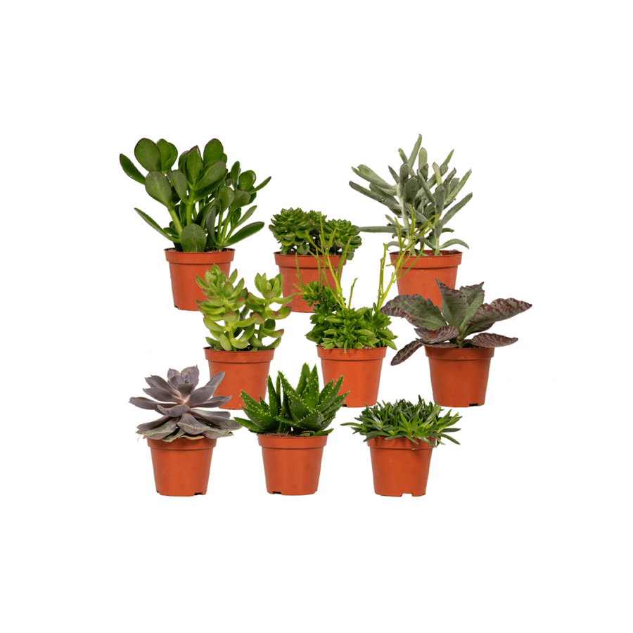 Sukkulentmix 10 cm (9 planter, potte ø8,5 cm)