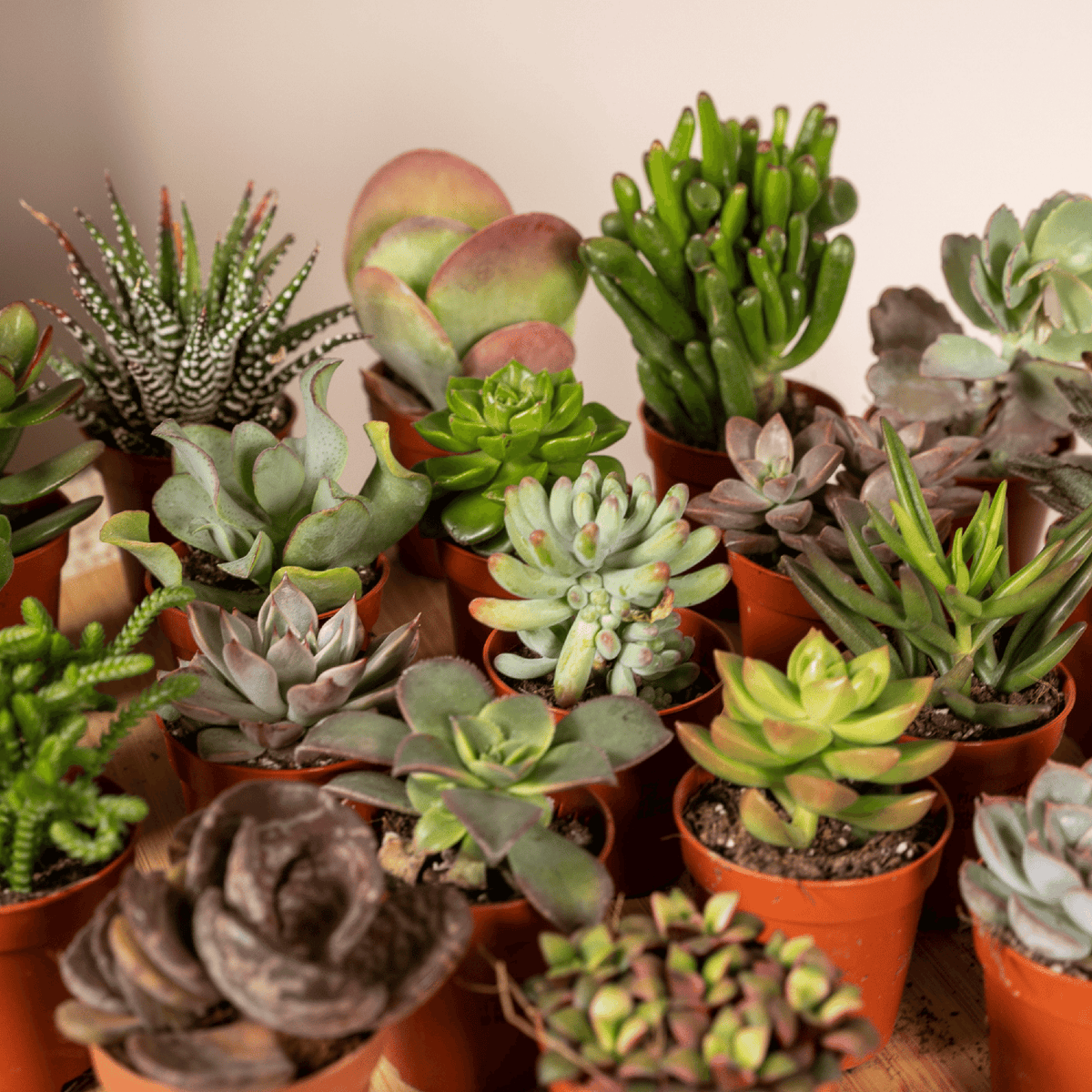 Succulenten mix 7 cm