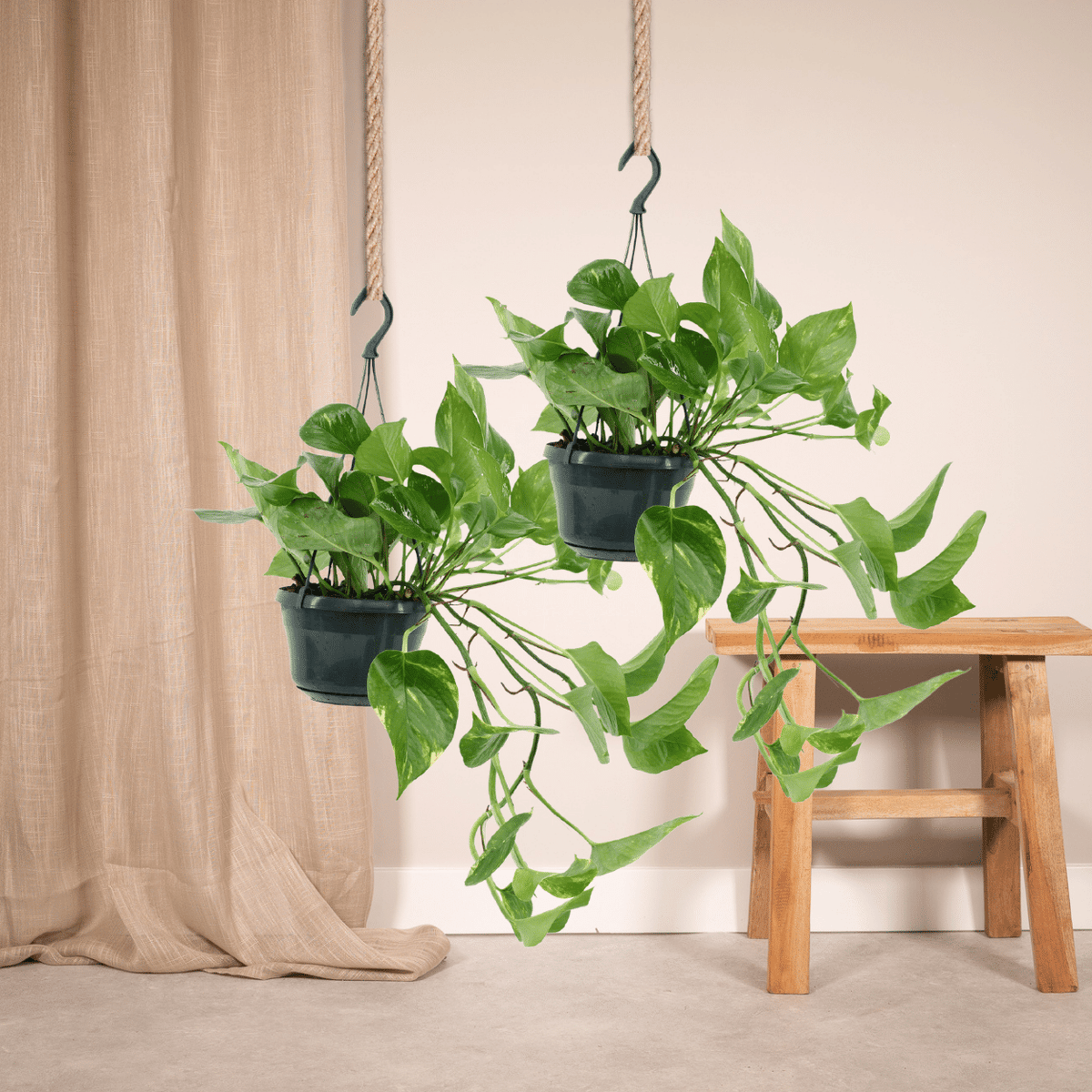 Epipremnum aureum