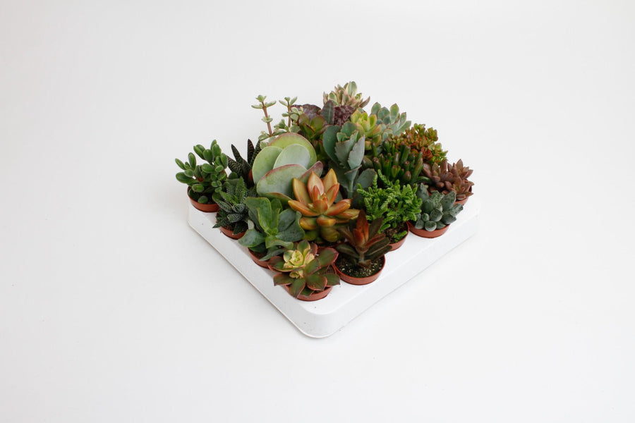 Sukkulentmix 10 cm (20 planter, potte ø5,5 cm)