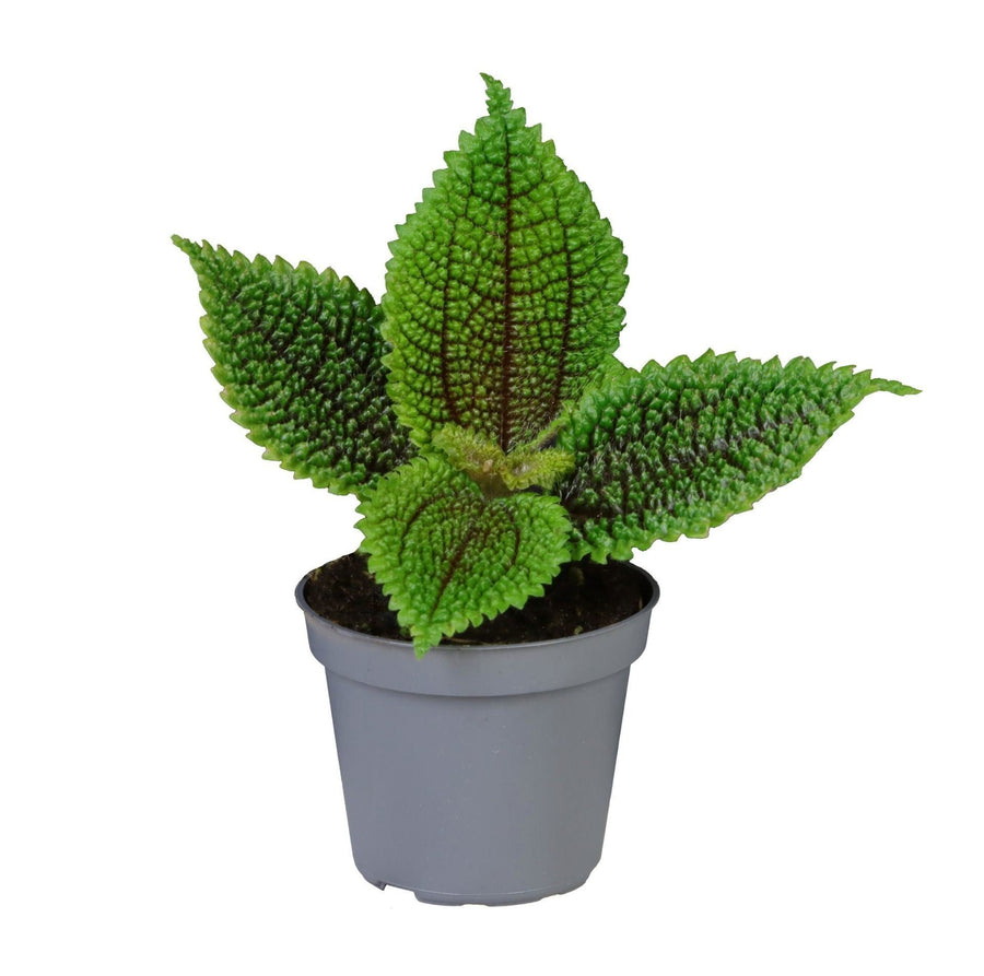 Pilea involucrata 'Moon Valley' 12 cm hoog, pot ø6 cm