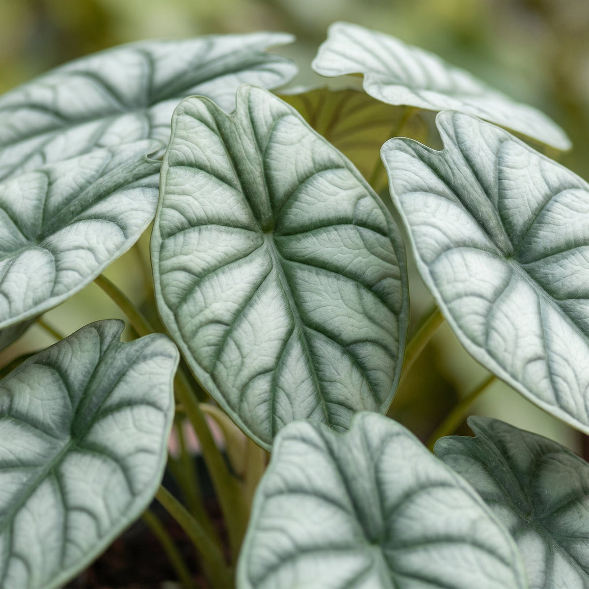 Zilverdraak (Alocasia baginda 'Silver Dragon')