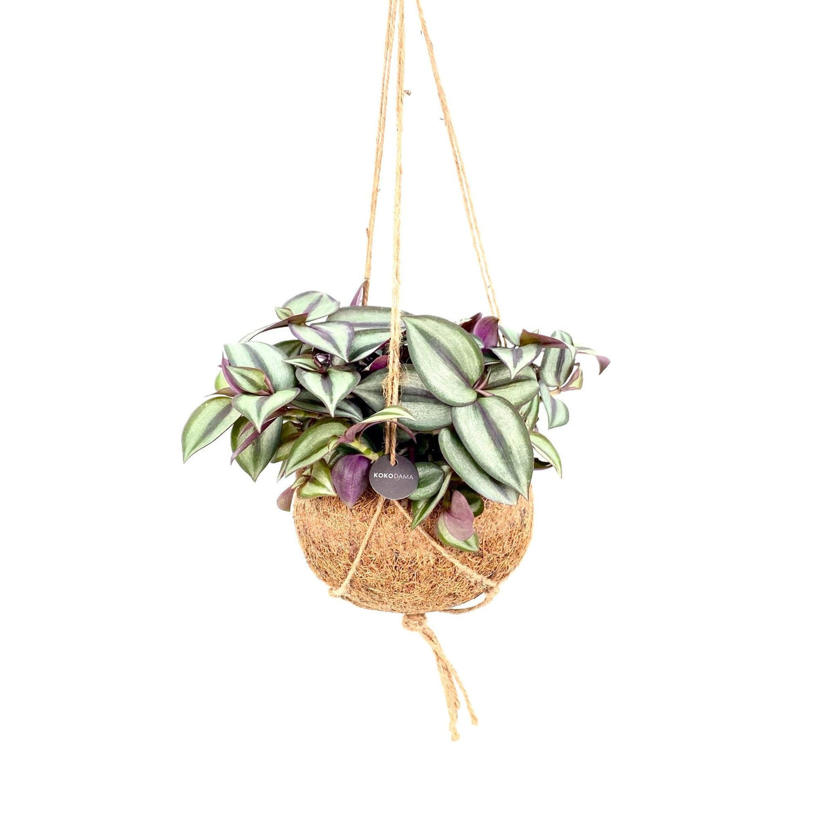 Kokodama amor de hombre colgante, bola ø15 cm