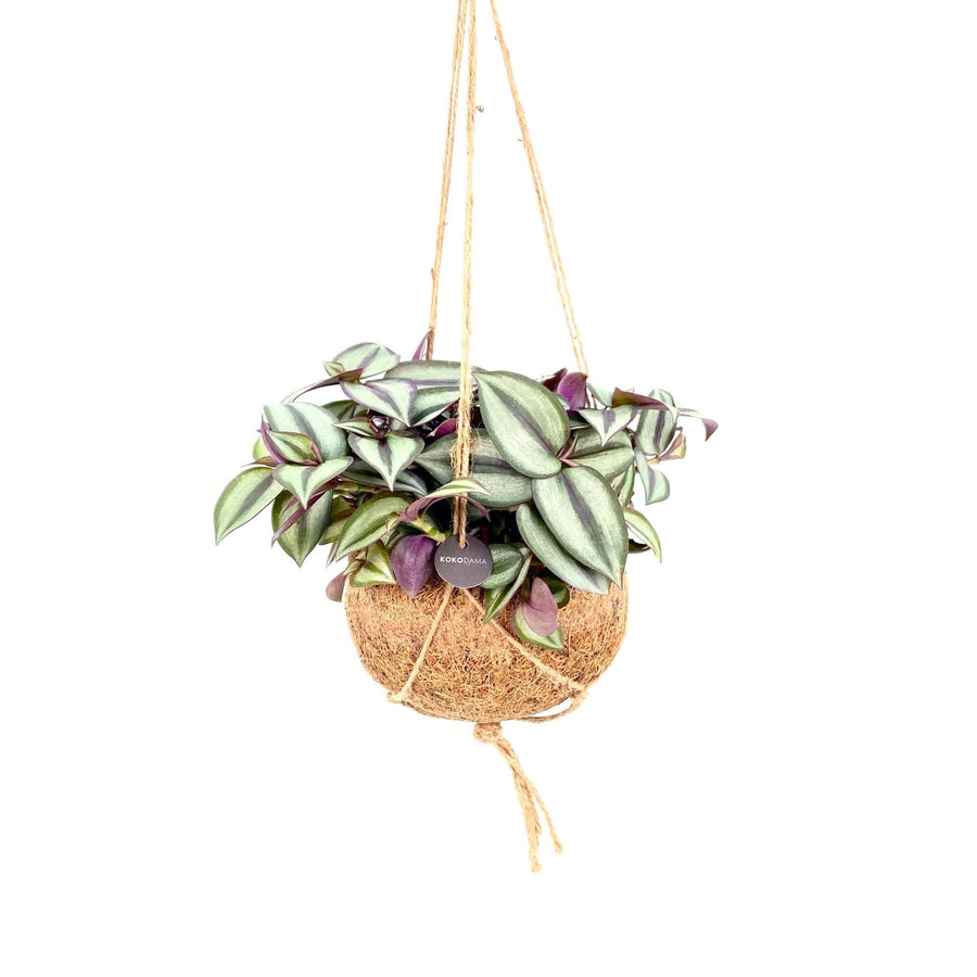 Kokodama amor de hombre (Tradescantia zebrina) colgante, bola ø15 cm