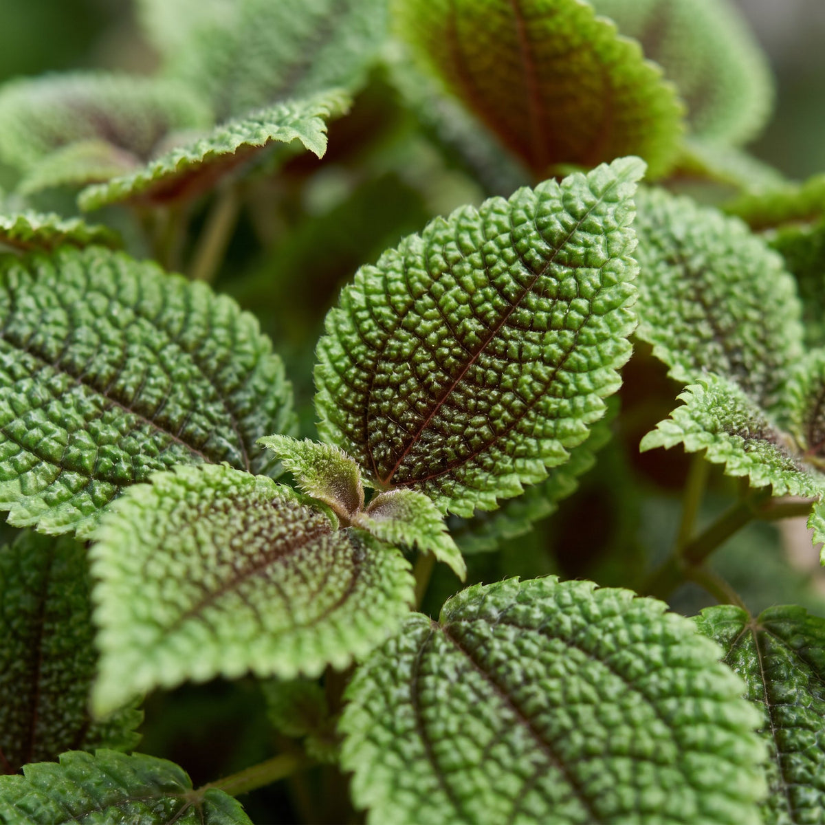 Pilea involucrata 'Moon Valley'