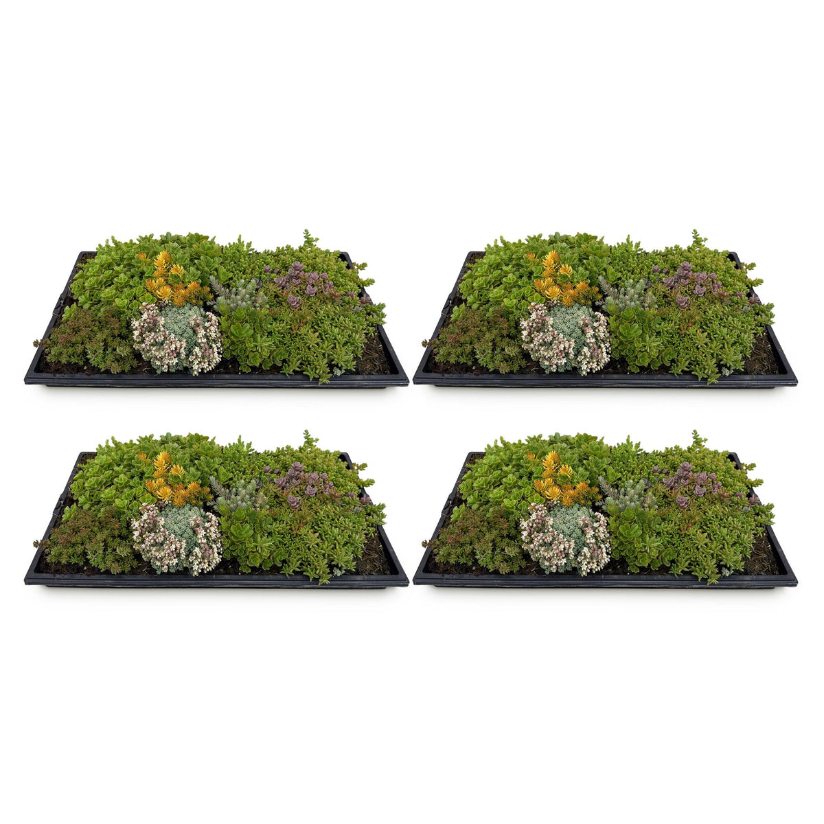 Sedum