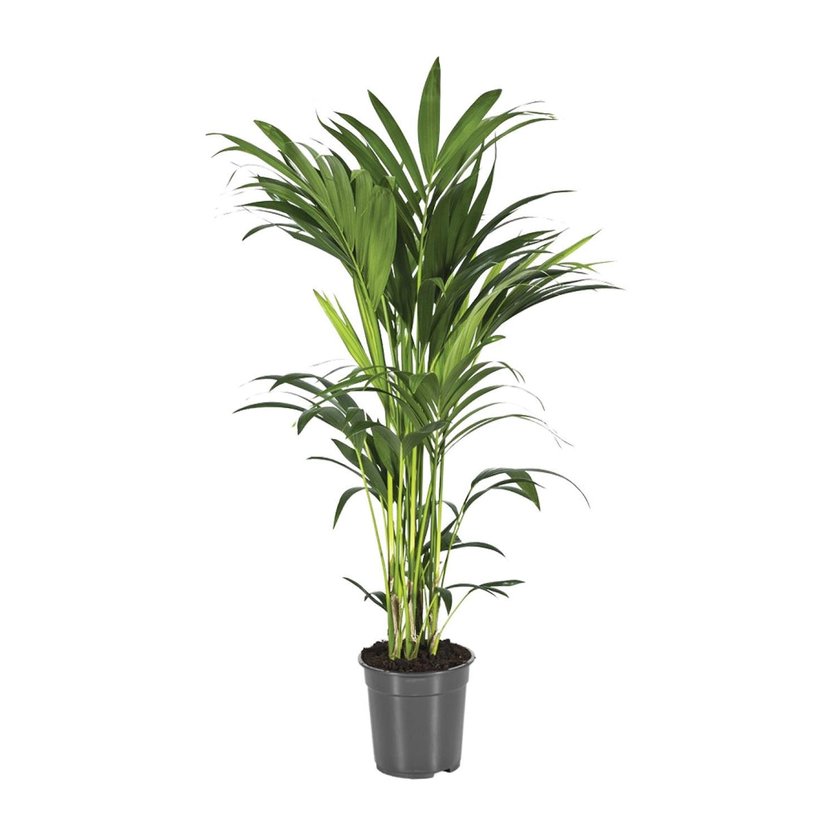Kentiapalm (Howea forsteriana)