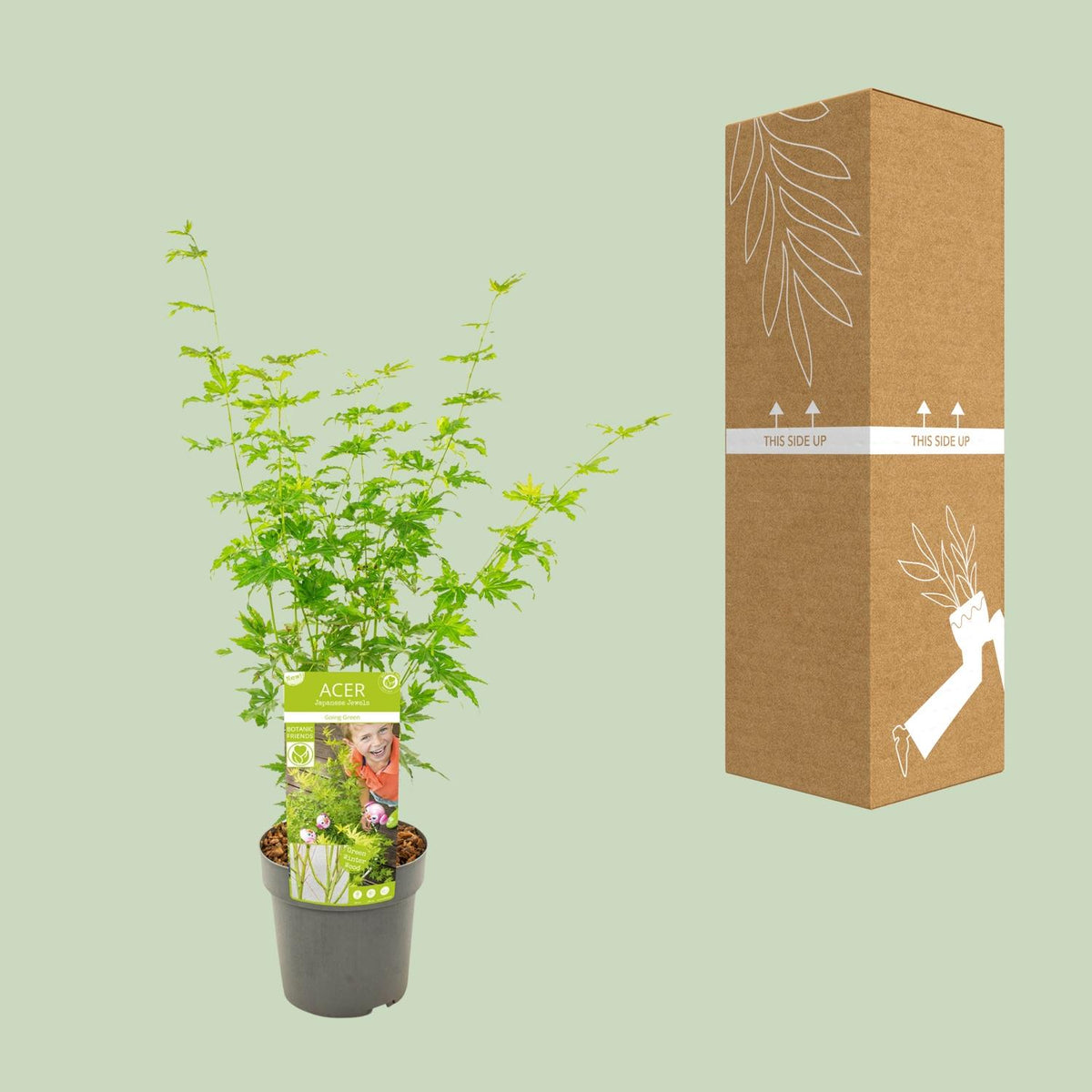 Acero giapponese 'Going Green' alto 50 cm, vaso ø19 cm