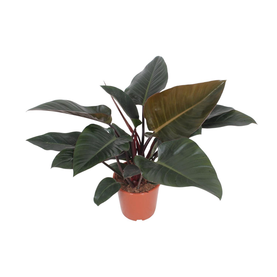 Baumfreund 'Congo Red' (Philodendron) 80 cm hoch, Topf ø27 cm