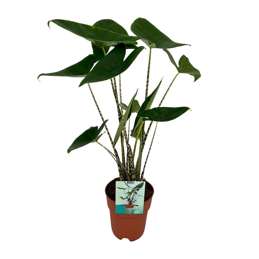 Olifantsoor (Alocasia zebrina) 75 cm hoog, pot ø19 cm