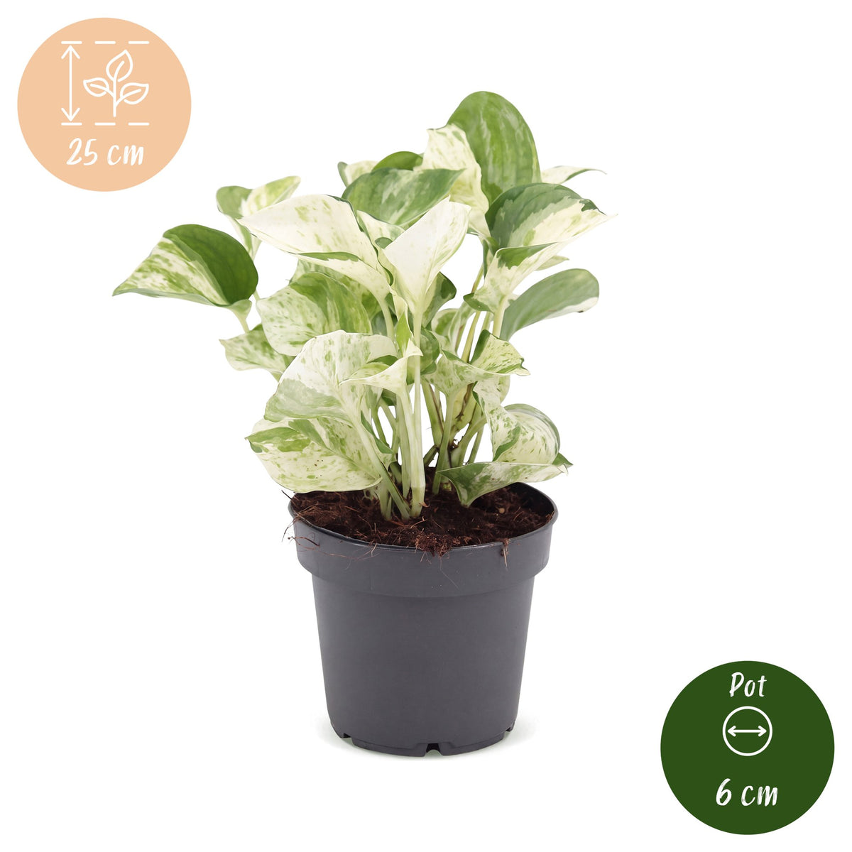 Scindapsus (Epipremnum aureum 'Manjula')