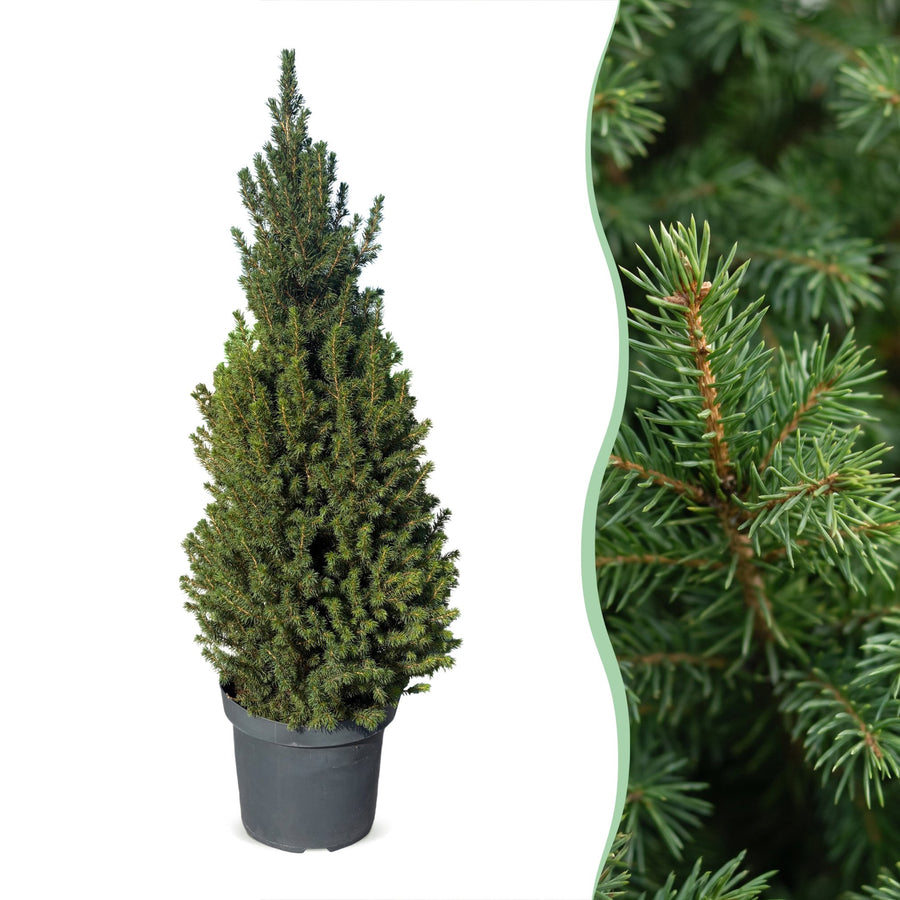Kegelspar (Picea glauca 'Conica') 110 cm hoog, pot ø26 cm