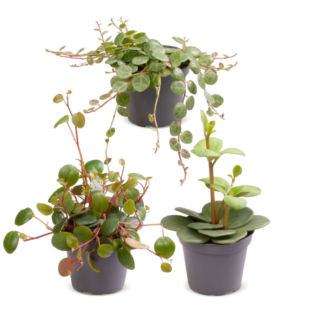 Baby Peperomia-mix