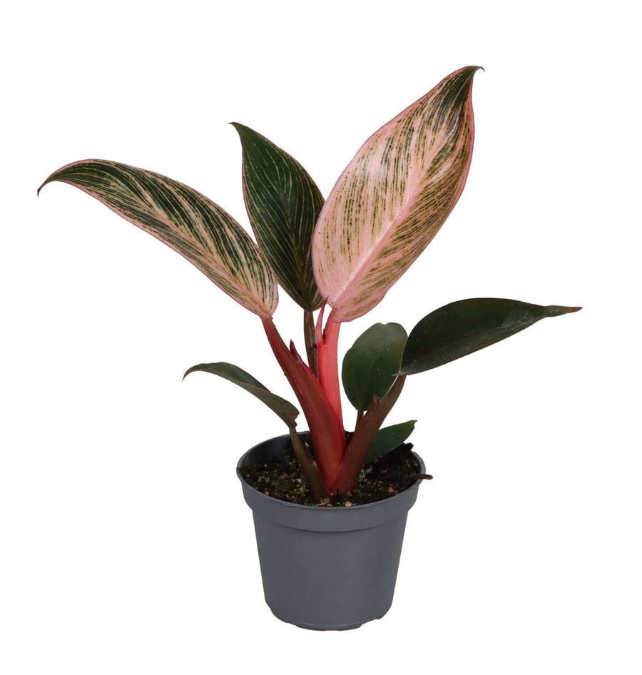Philodendron 'Pink Bikini' 10 cm hoog, pot ø6 cm