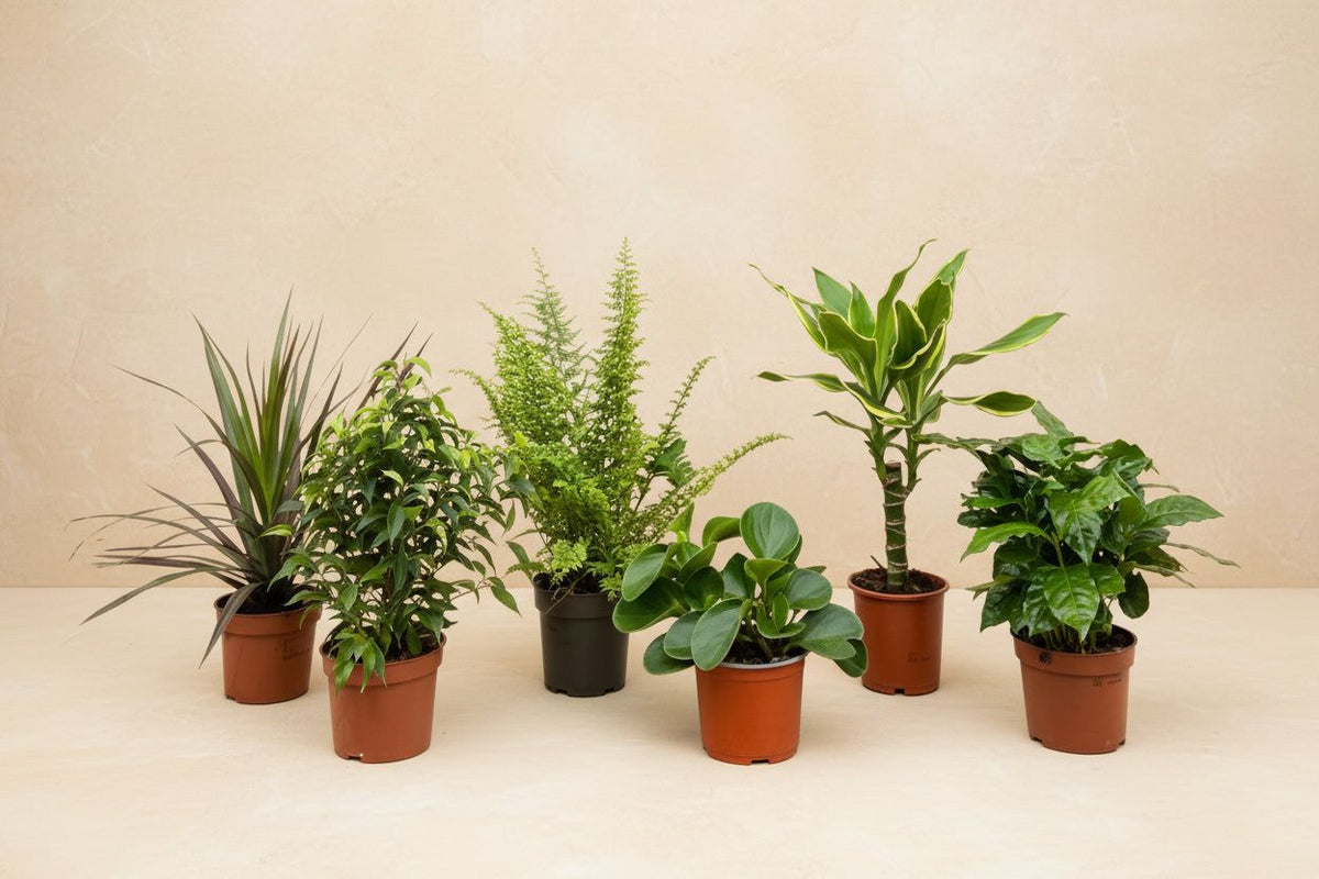 Verrassingsbox 6 kamerplanten 20 (Plantenbox) op 40cm — XXLplant