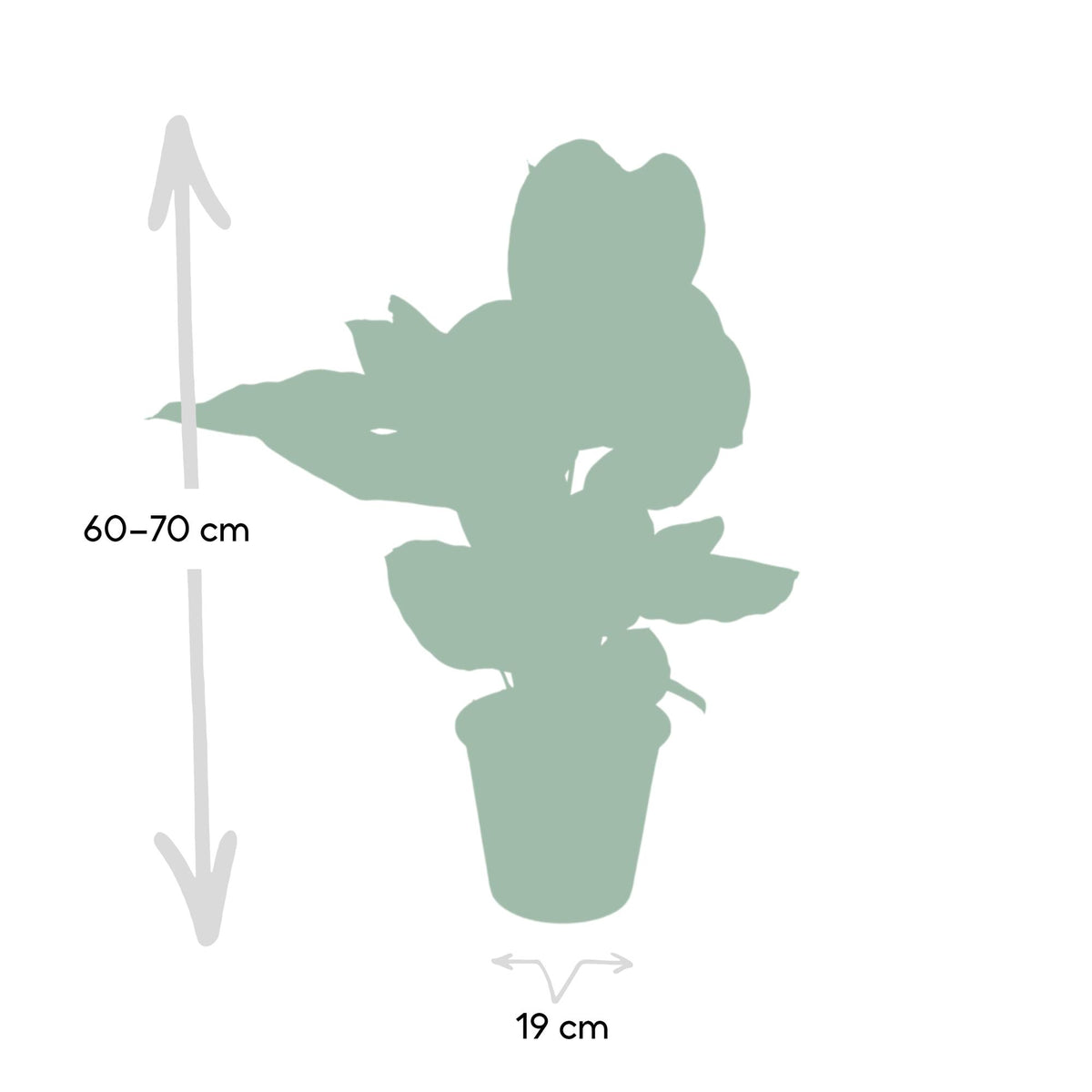 Korbmarante 75 cm hoch, Topf ø19 cm