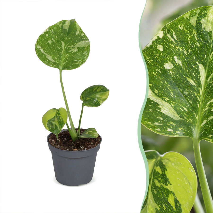 Gatenplant (Monstera deliciosa 'Electro Light') 18 cm hoog, pot ø6 cm