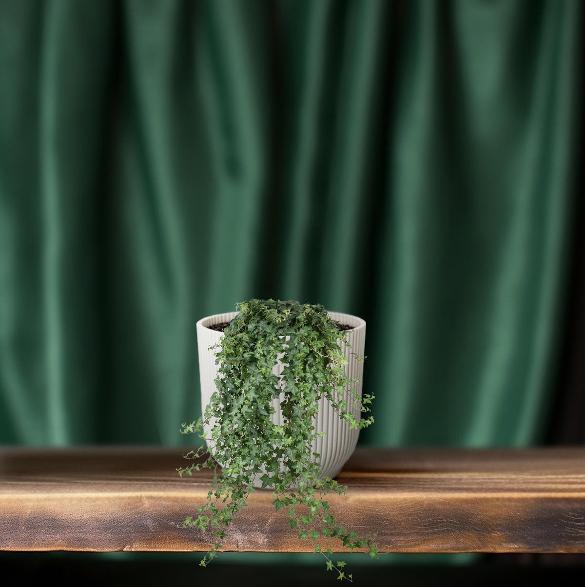 Klimop (Hedera helix 'Pittsburgh') hangplant