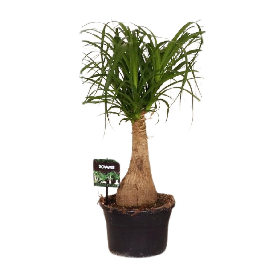 Ponytail palm (Beaucarnea recurvata) 60 cm tall, pot ø19 cm