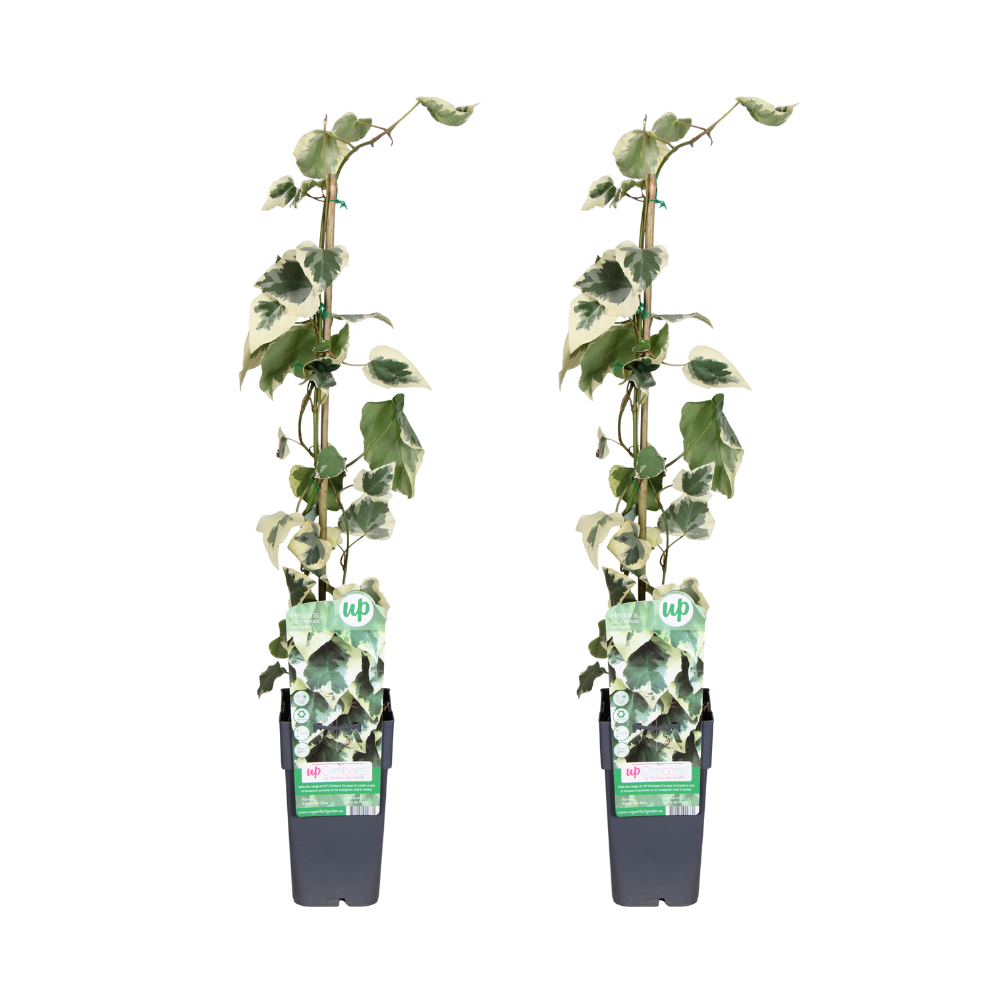 Hedera Colchica Dentata Variegata