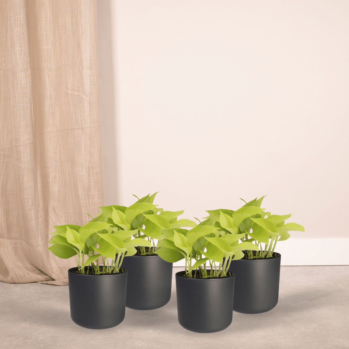 Gouden scindapsus (Epipremnum aureum)
