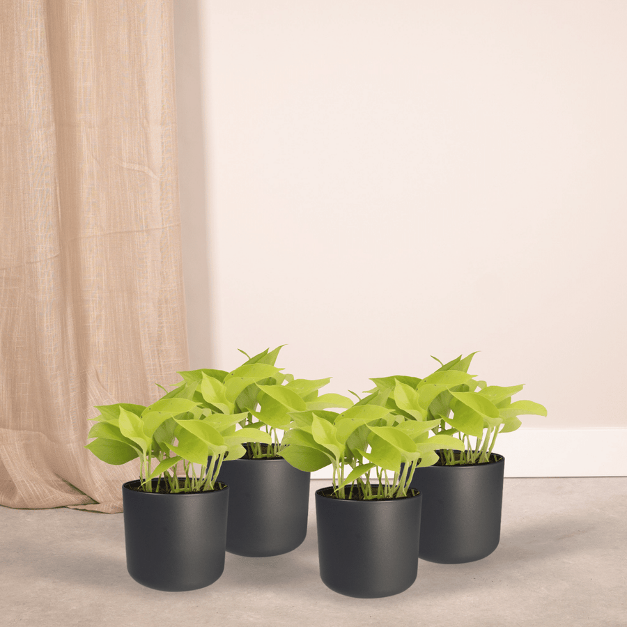 Gouden scindapsus (Epipremnum aureum) 15 cm hoog, pot ø12 cm, 4 planten