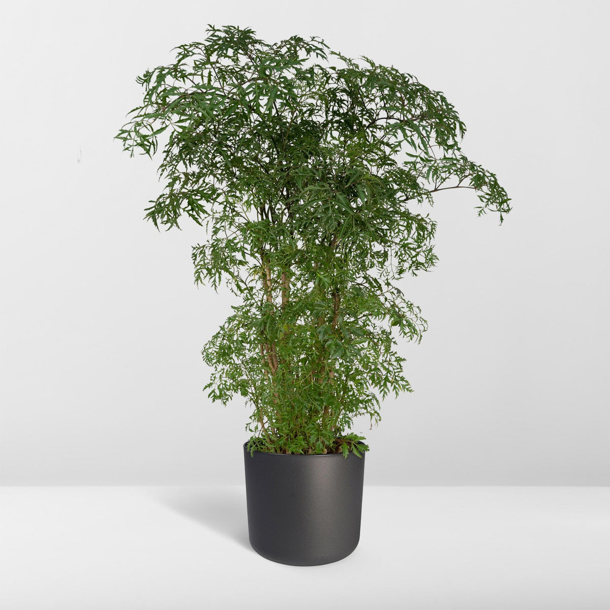 Aralie 75 cm hoch, Topf ø21 cm