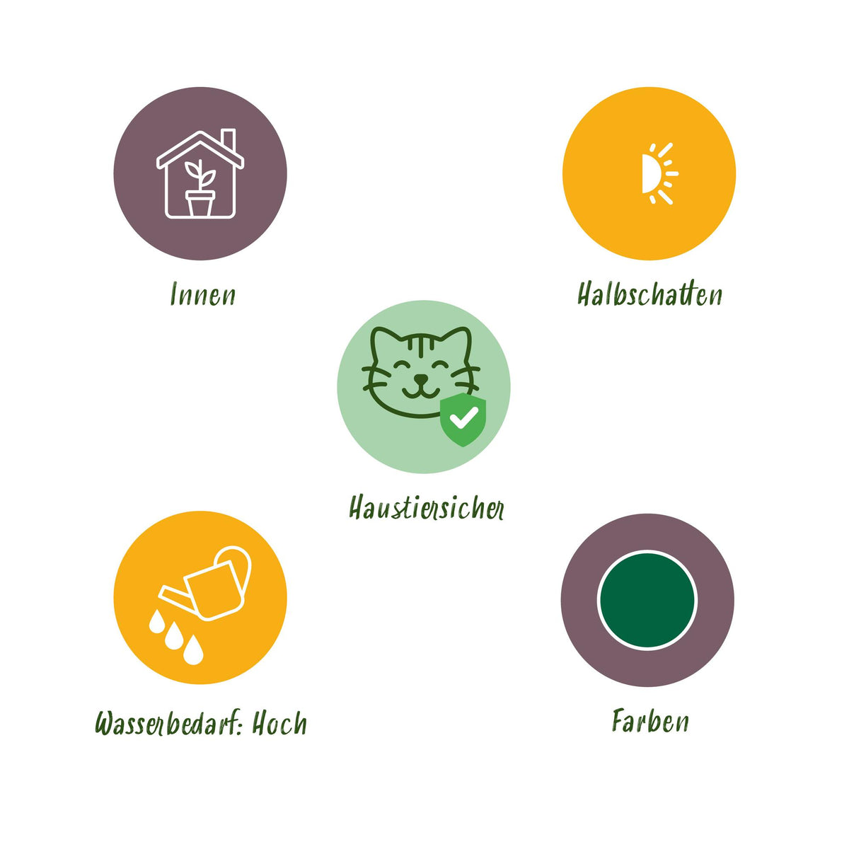 Kattengras mix