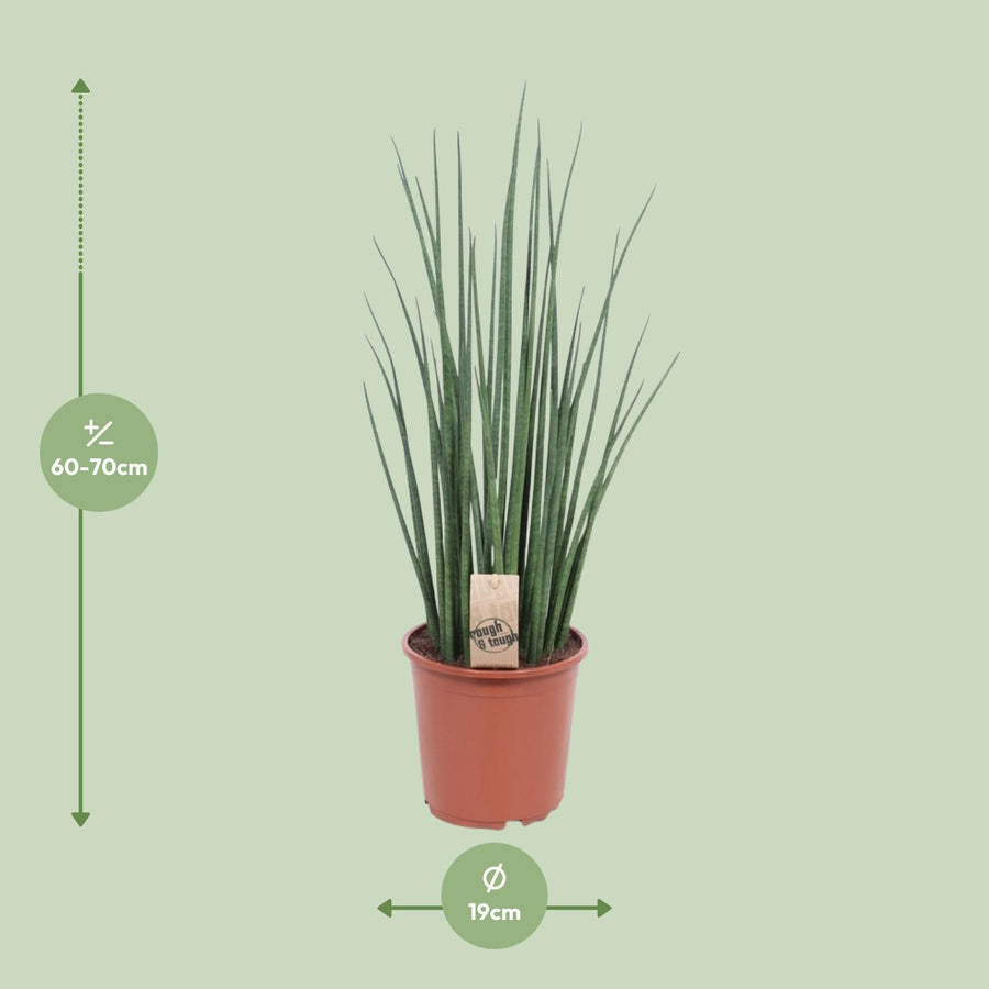 Langue de belle-mère (Sansevieria 'Mikado') 70 cm de haut, pot ø19 cm