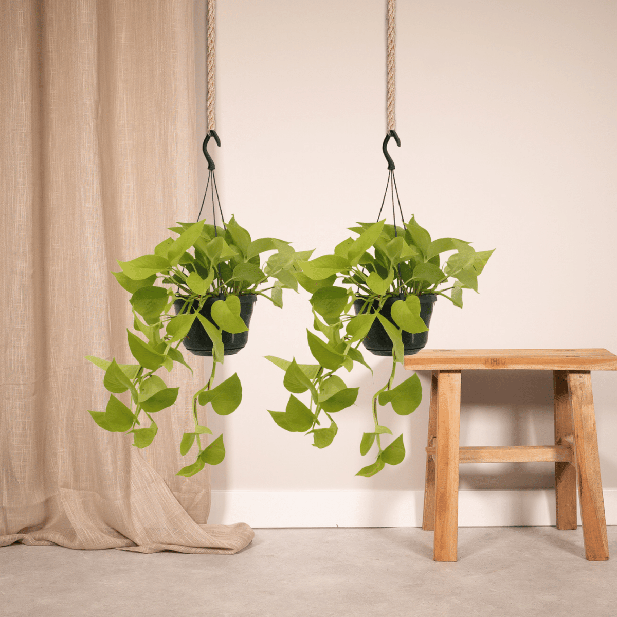 Guldranke , 2 planter, potte ø15 cm