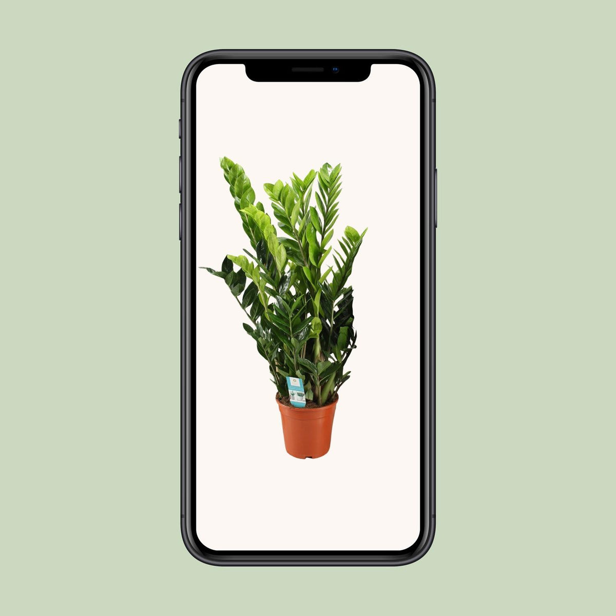 Zamioculcas zamiifolia