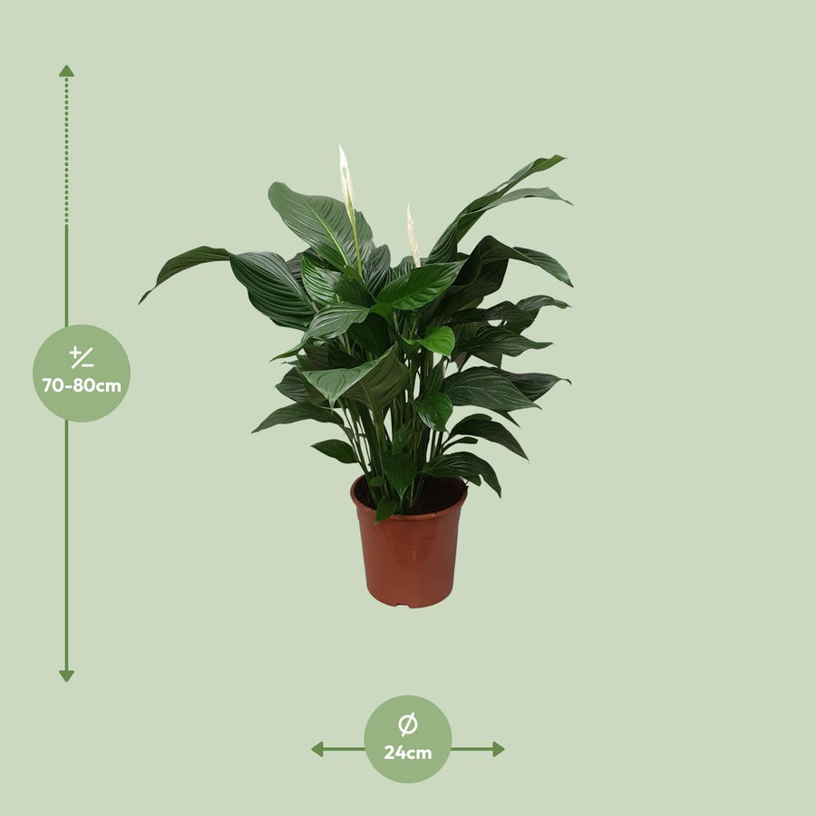Fredslilje (Spathiphyllum 'Sweet Silvana') 80 cm høj, potte ø24 cm