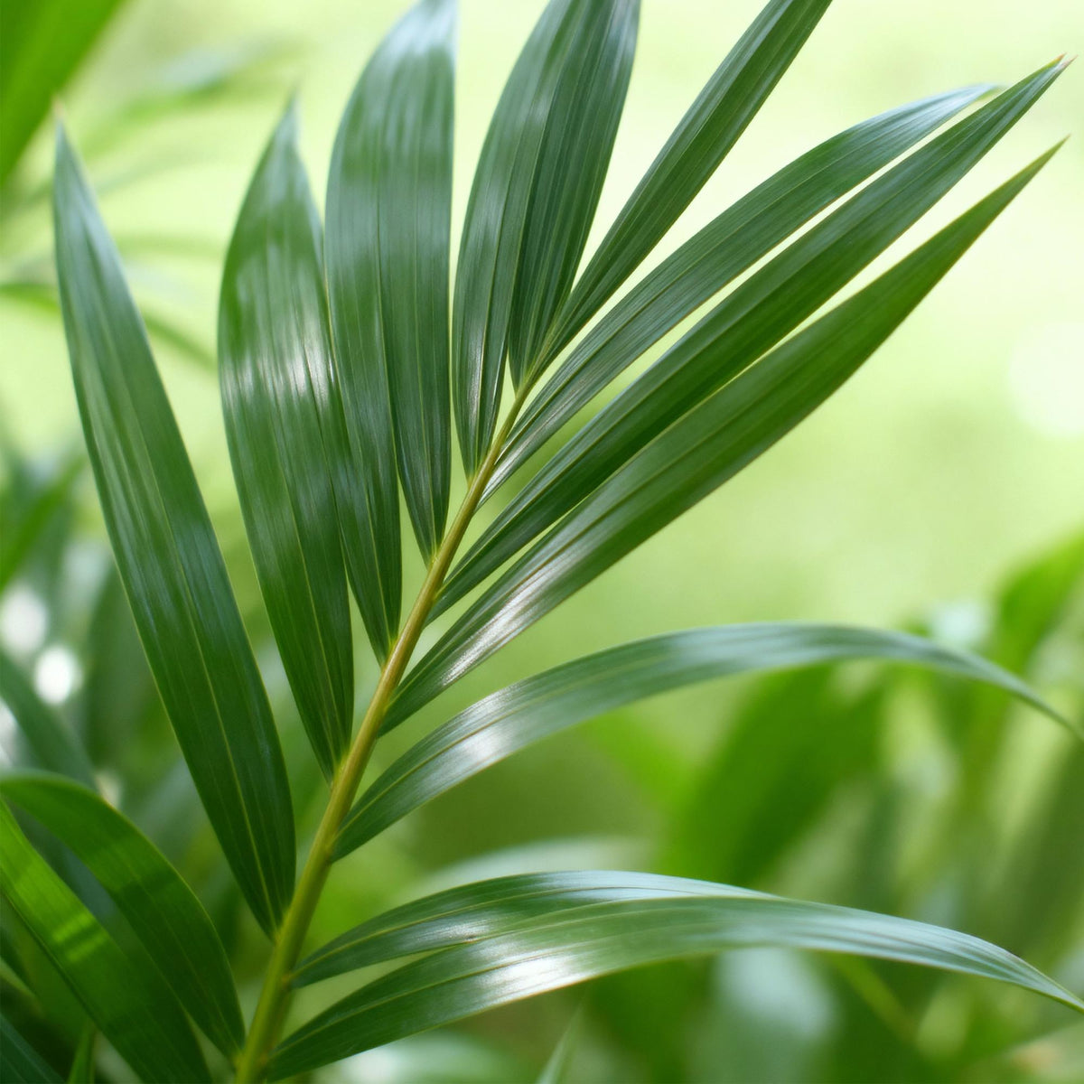 Kentiapalm (Howea forsteriana) 80-85 cm hoog