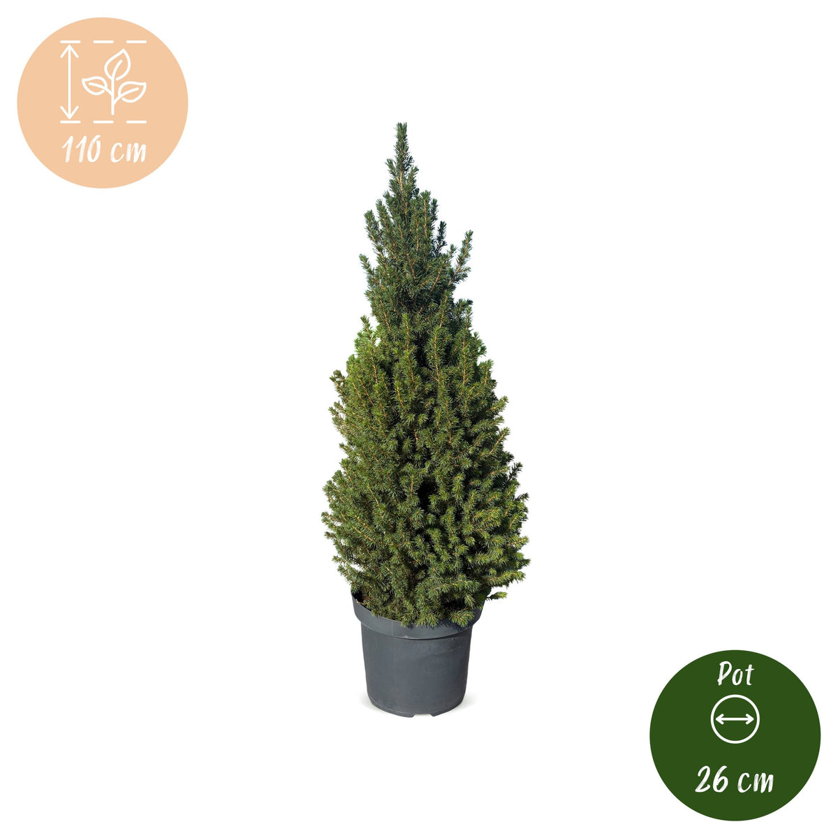 Kegelspar (Picea glauca 'Conica')