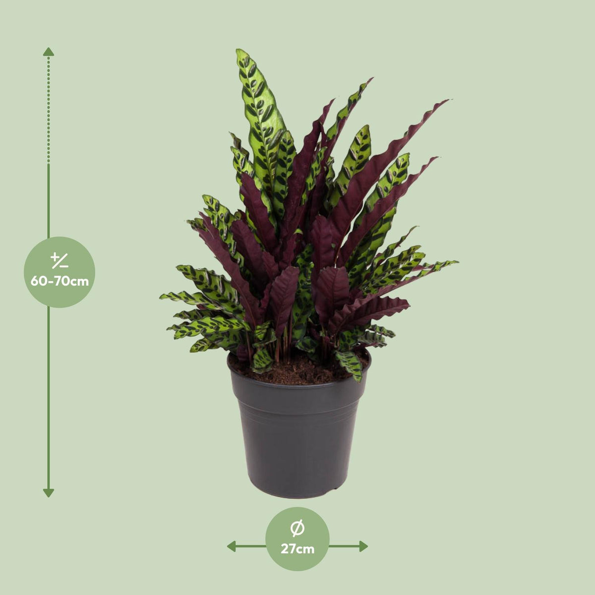 Calathea 70 cm de haut, pot ø27 cm