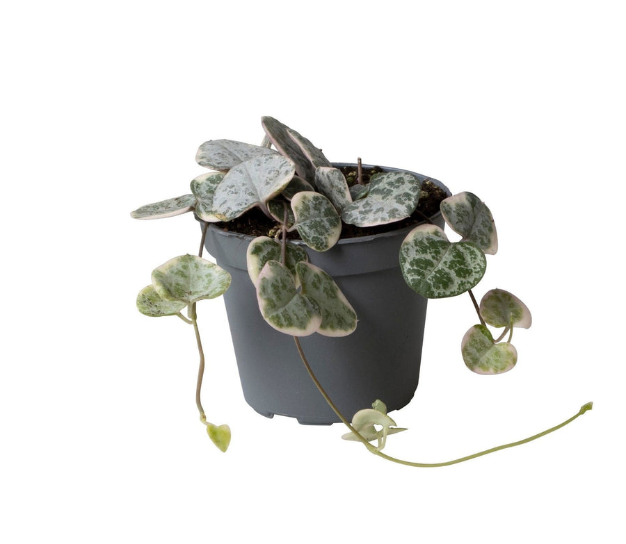 Broget hjerteranke (Ceropegia woodii 'Variegata') 5 cm høj, potte ø6 cm
