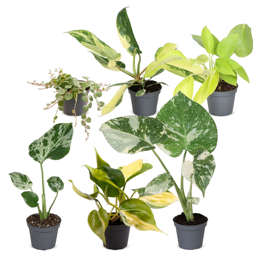 Baby Tropical Mix (6 planten, pot ø6 cm)