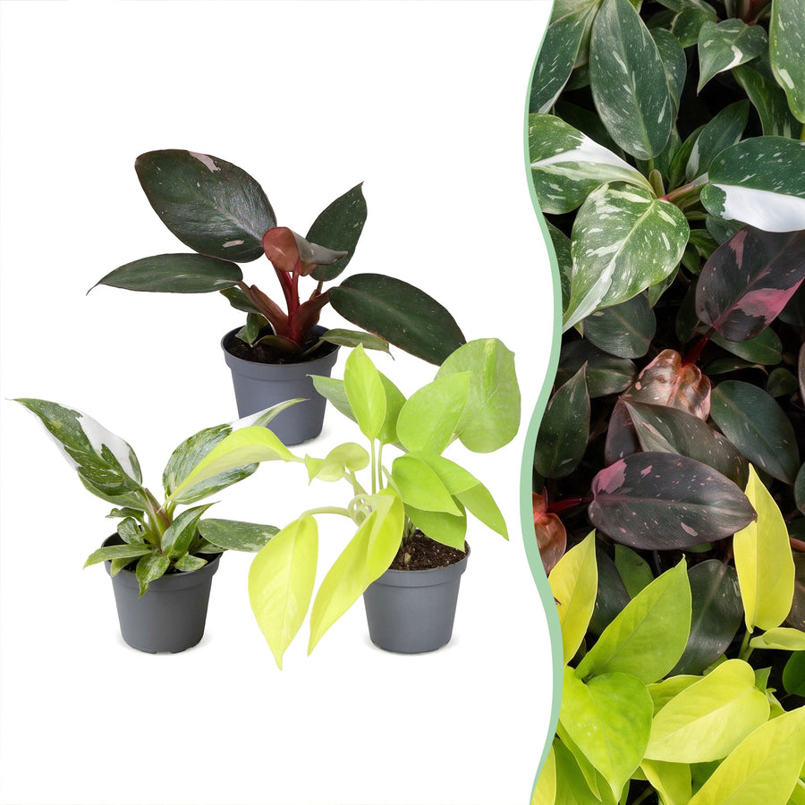 Baby Philodendron Tricolour (3 planten, pot ø6 cm)