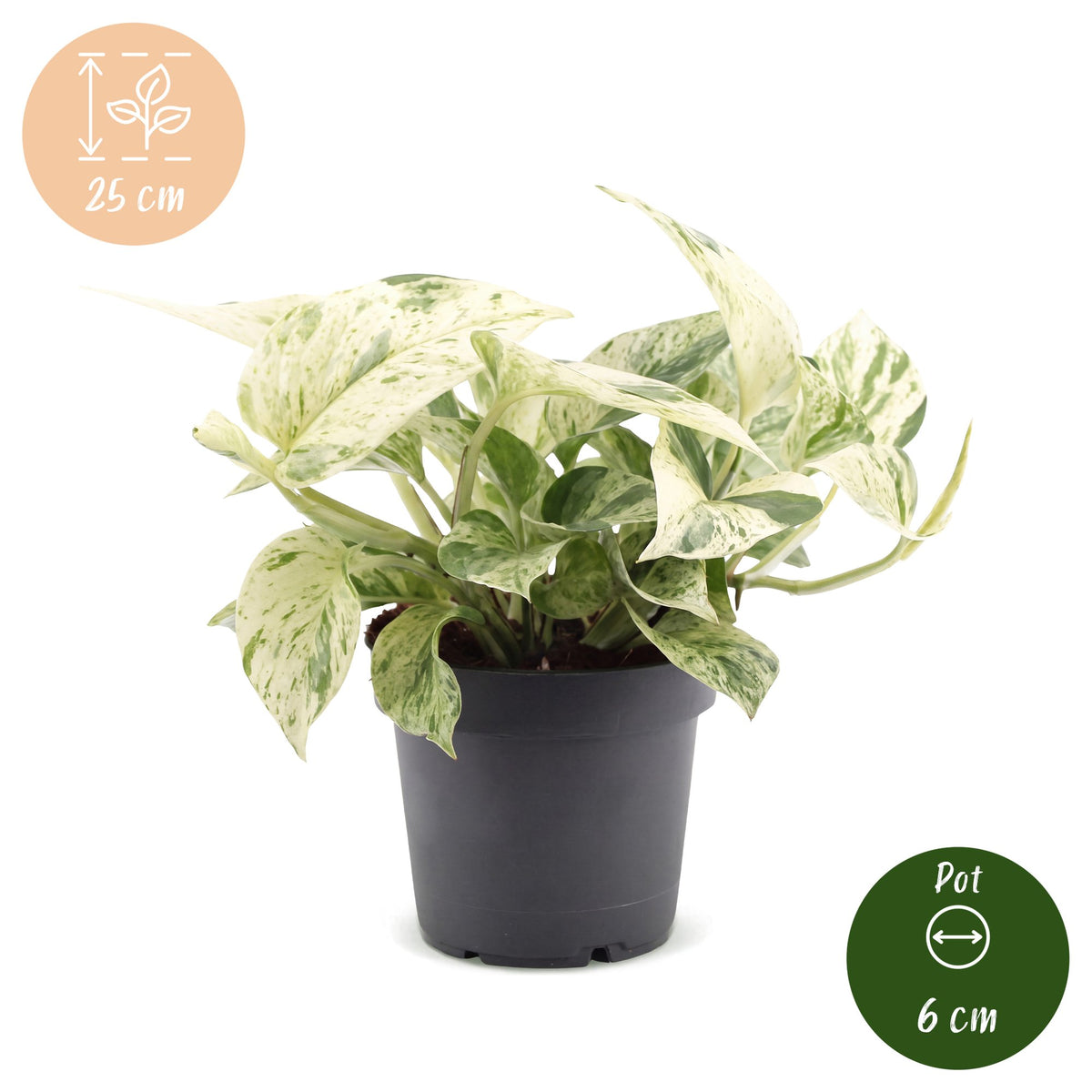 Scindapsus (Epipremnum 'Snow Leopard')