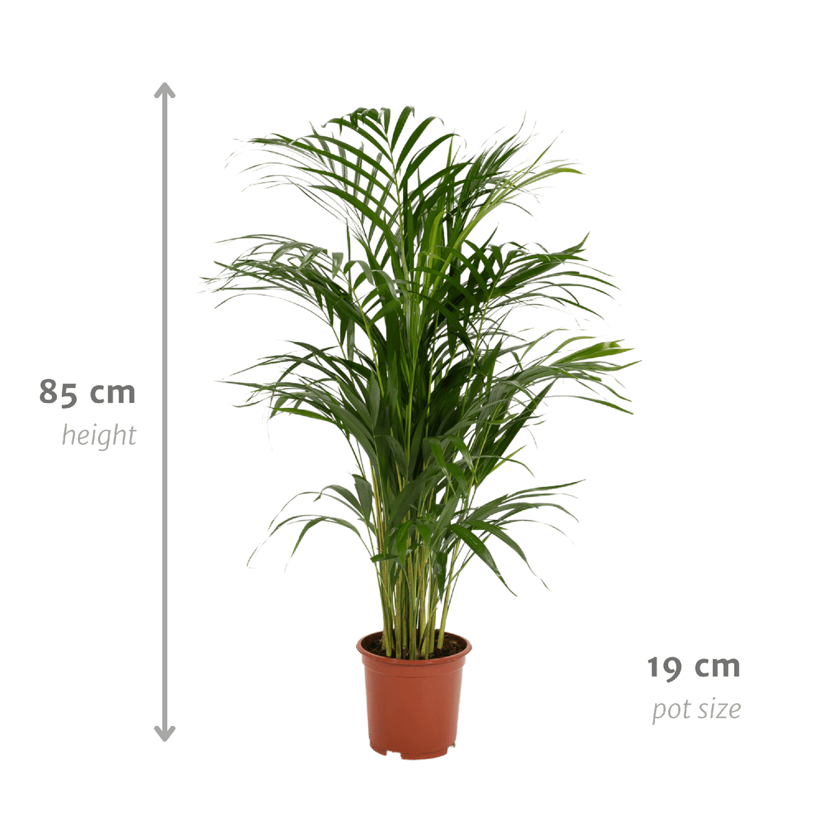 Goudpalm (Dypsis lutescens)