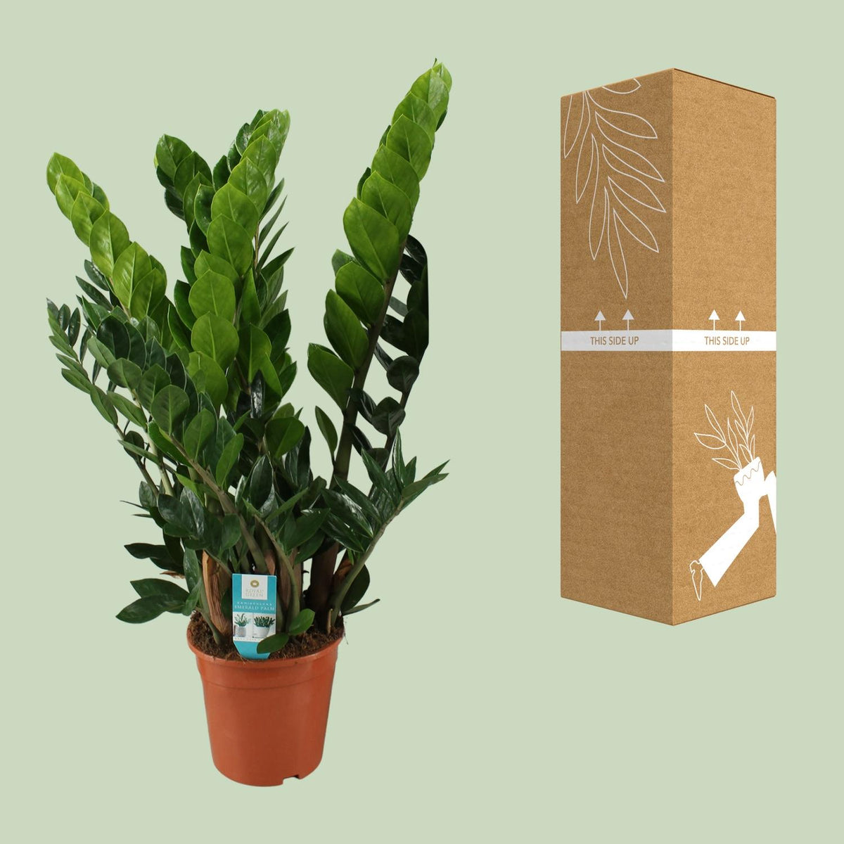 ZZ-plant (Zamioculcas zamiifolia)
