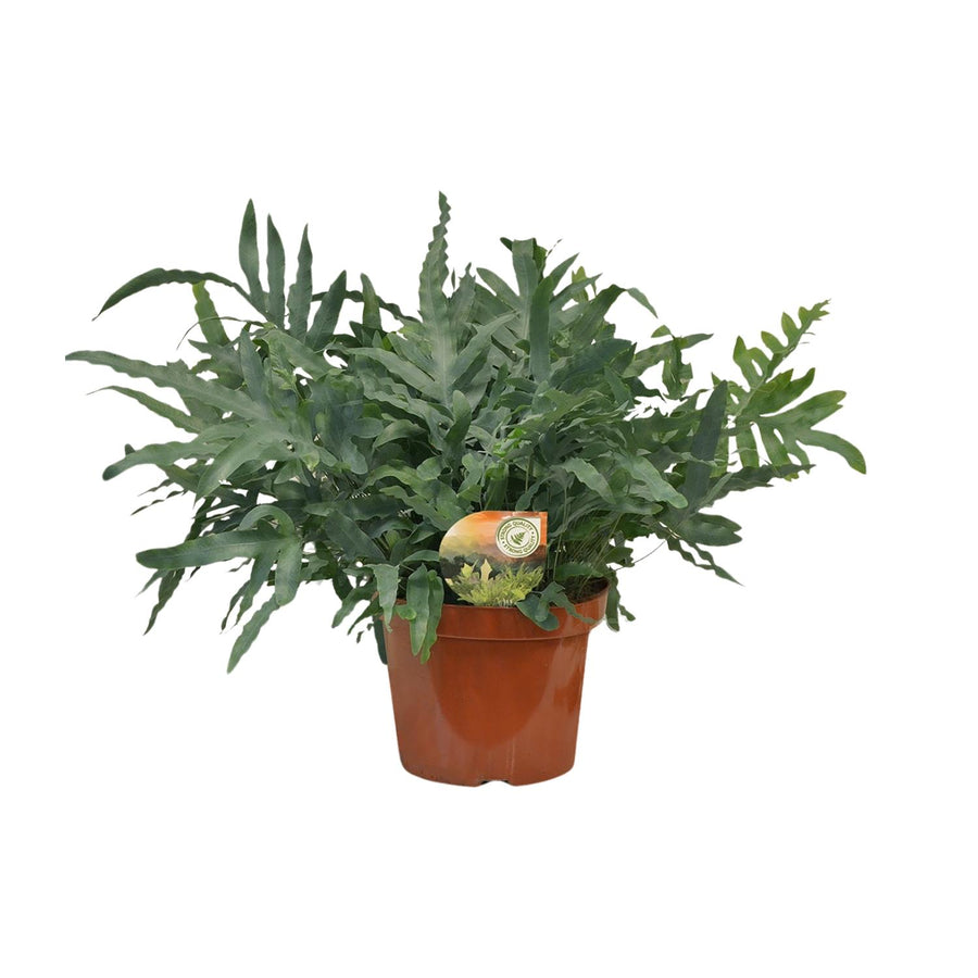 Blauwe varen (Phlebodium aureum 'Blue Star') 80 cm hoog, pot ø26 cm