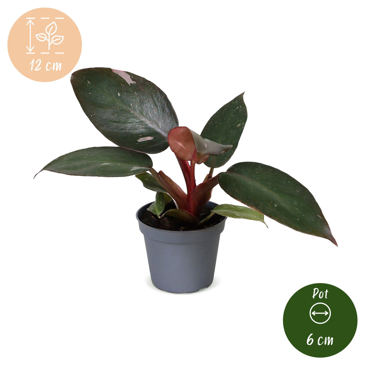 Pink Princess-filodendron 12 cm høj, potte ø6 cm