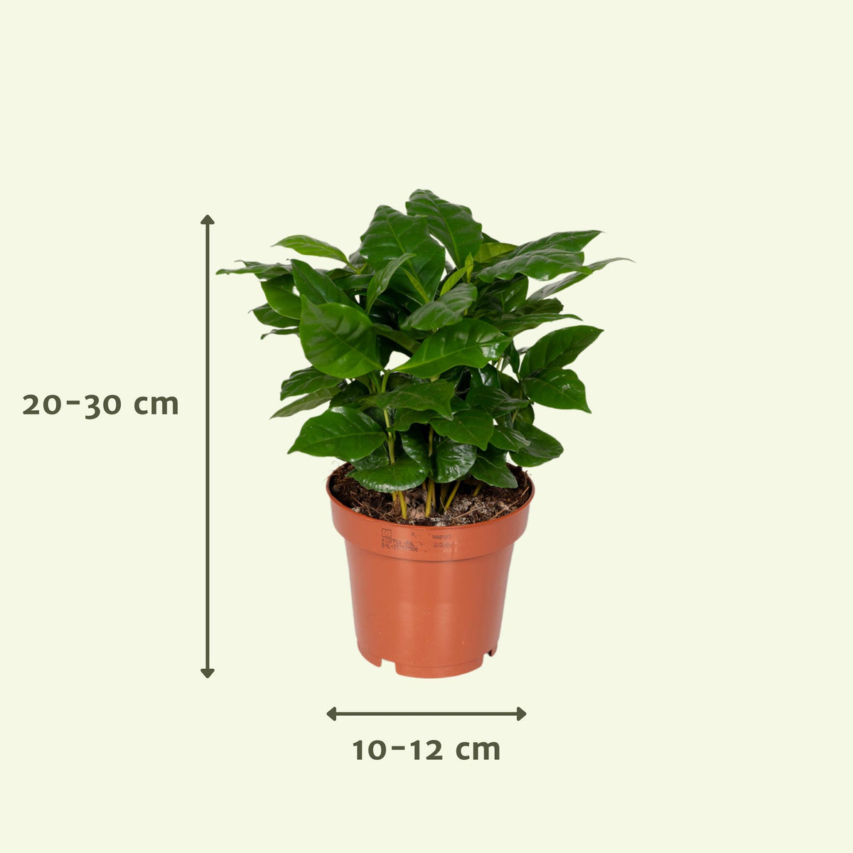 Overraskelsesboks med stueplanter