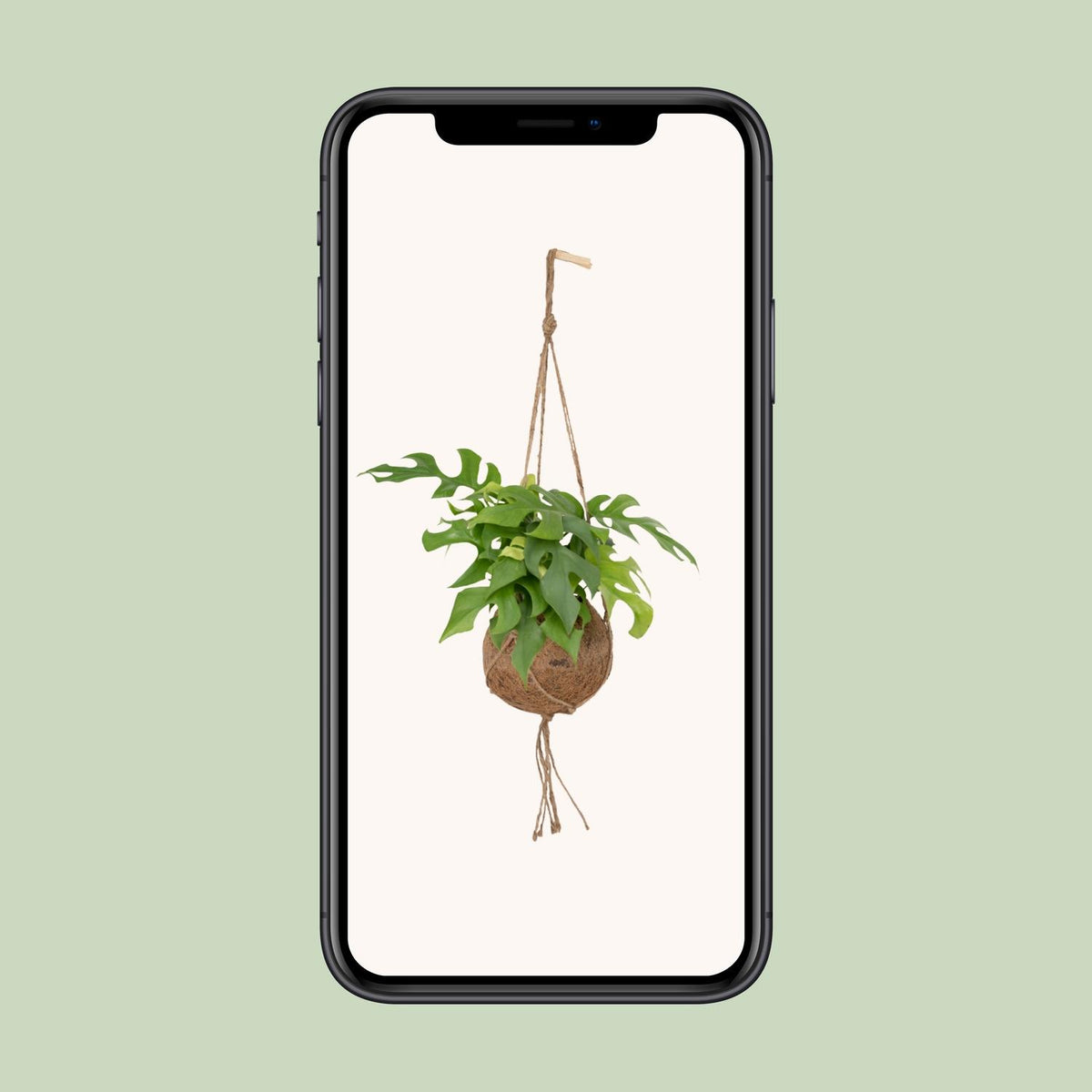 Monstera minima (Rhaphidophora tetrasperma) hangplant