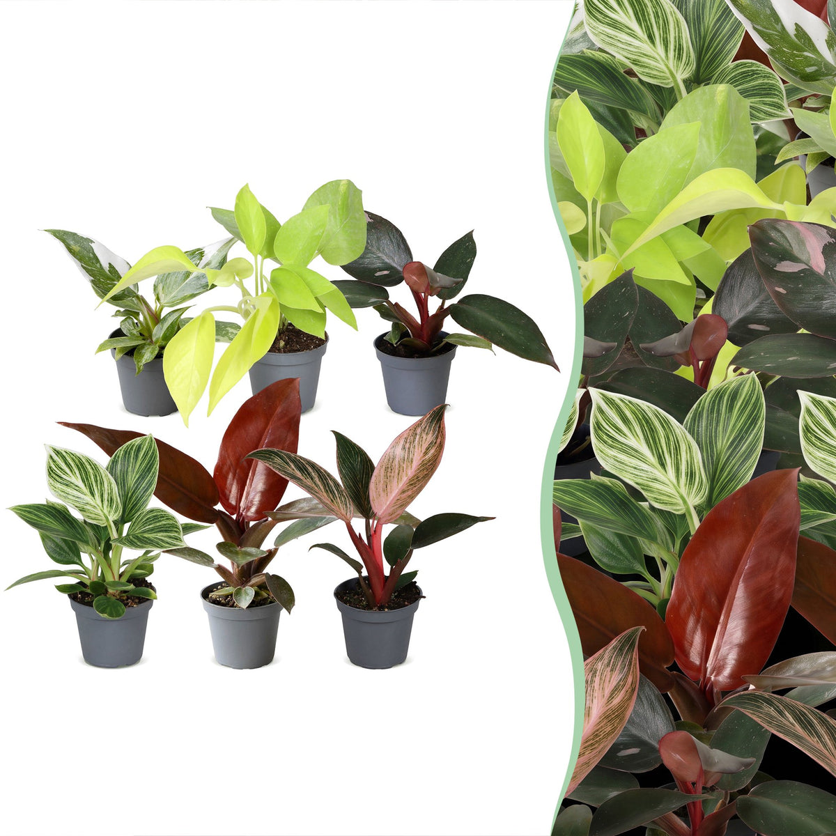 Baby Philodendron Family