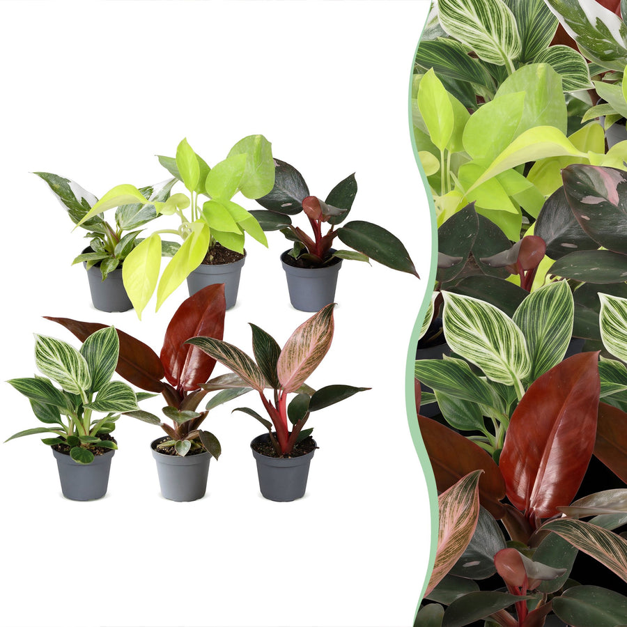 Baby Philodendron Family (6 planten, pot ø6 cm)